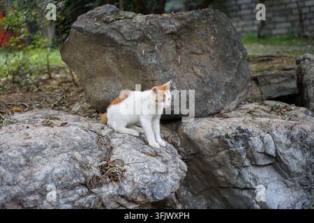 Gattino arancione e bianco accovacciato su una pietra Taihu grigia, che guarda di lato Foto Stock