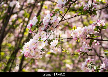 Fiori primaverili su rami di alberi Foto Stock