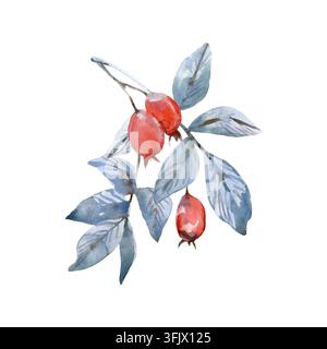 Ramo di rosa canina con foglie blu e bacche rosse. Illustrazione acquerellata disegnata a mano Foto Stock