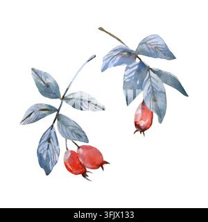 Ramo di rosa canina con foglie blu e bacche rosse. Illustrazione acquerellata disegnata a mano Foto Stock