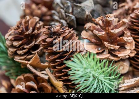 Macro primo piano di coni di pino secchi e aghi di pino, atmosfera natalizia autunnale e invernale materiale di progettazione commerciale di piante naturali Foto Stock