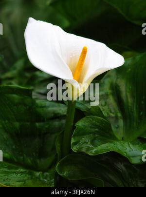 Prima vista di Arum palustre (Calla), Fiore di Giglio del Nilo (Calla aethiopica) su Flores, isola delle Azzorre, Portogallo. Foto Stock