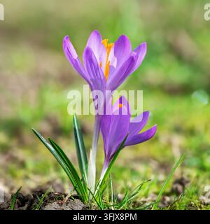 Due crochi viola fioriscono insieme in una vegetazione primaverile fresca. I loro vivaci petali viola e le brillanti stigmi arancioni si distinguono Foto Stock