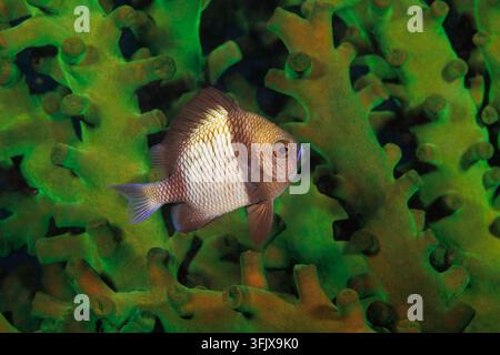 Un pesce damigella reticolato, Dascyllus reticulatus, noto anche come headband humbug, fotografato mentre nuota davanti a una colonia di corallo tubolare verde, Tu Foto Stock