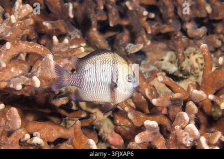 Un pesce damigella reticolato, Dascyllus reticulatus, noto anche come pesce con la fascia, fotografato mentre nuota davanti a una colonia di coralli duri su una barriera corallina tropicale Foto Stock