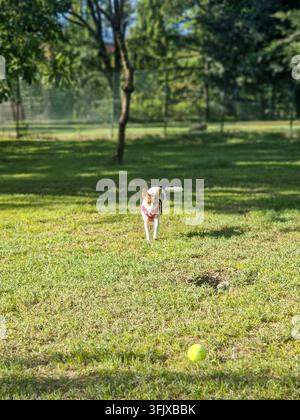 Un cane Jack Russell bianco, marrone e nero insegue una palla da tennis su un prato Foto Stock