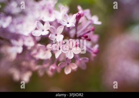 Macro primo piano di un grappolo di fiori lilla Foto Stock