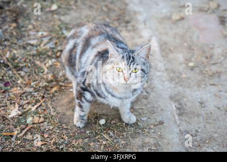Gattino tabby che si guarda curiosamente intorno Foto Stock