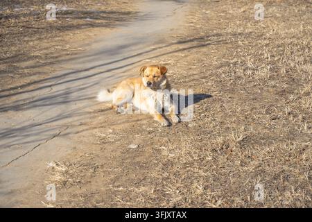 Cane giallo che riposa su erba gialla secca al lato della strada in inverno Foto Stock