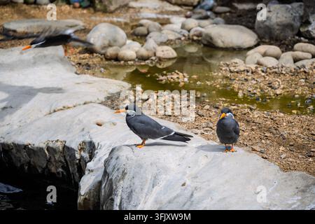 Due uccelli terno degli Inca con distintivi baffi bianchi appollaiati su una sporgenza rocciosa all'interno del loro recinto abitativo all'Oceanarium di Bournemouth, UK Foto Stock