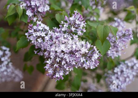 Macro primo piano di un grappolo di fiori di lilla con foglie verdi Foto Stock