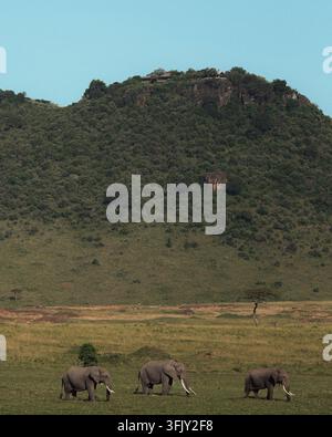 Ampia veduta paesaggistica di elefanti selvatici che pascolano su pianure verdi con una grande collina montuosa sullo sfondo in Kenya. Foto Stock