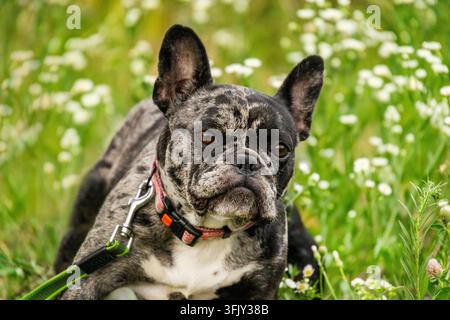 Ritratto ravvicinato di un bulldog francese adulto nero merle con collare rosa seduto tra i fiori del campo Foto Stock