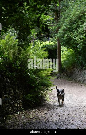 Paese cane a piedi Foto Stock