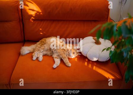 Gatto domestico a pelo lungo color zenzero che si rilassa su un vivace divano arancione, crogiolandosi nelle calde ombre illuminate dal sole, accanto a un morbido cuscino di peluche bianco a forma di zucca, incarnando uno stile di vita accogliente per animali domestici e il comfort autunnale della casa Foto Stock