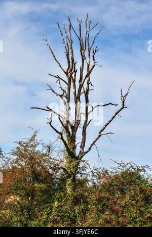 Albero duro morto / malato - Francia centrale. Foto Stock