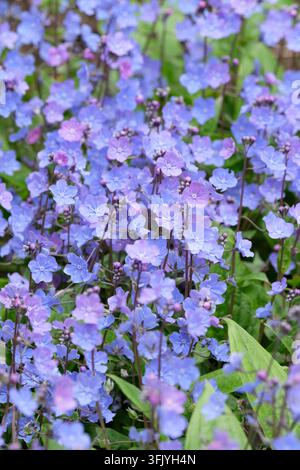 Omphalodes cappadocica Cherry Ingram, omphalode cappadocia Cherry Ingram, foglie ovate sempreverdi, grappoli sciolti di fiori blu Foto Stock