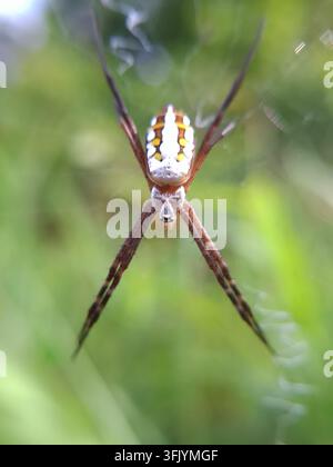 Vista macro di un ragno Argiope Keyserlingi appeso a testa in giù su una ragnatela con una postura distintiva a X delle zampe Foto Stock