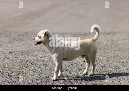 Un piccolo cane bianco con una prognatismo si trova su una strada asfaltata, guarda a sinistra con la bocca leggermente aperta, mostrando la sua struttura dentale unica Foto Stock