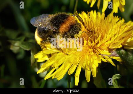 Regina dell'ape bombus cuckoo vestale (Bombus vestalis) all'inizio di aprile su un fiore di tarassaco Foto Stock
