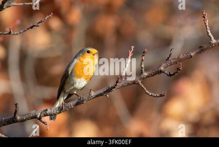 Pettirosso europeo, Erithacus rubecula. Un uccello siede su un ramo e canta Foto Stock