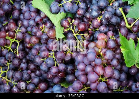 Uva rossa appena raccolta pronta per la vinificazione Foto Stock