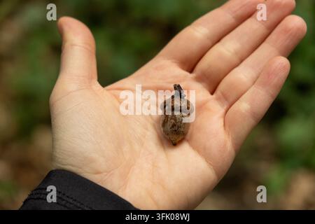 Piccola ghianda di quercia appoggiata su un palmo umano aperto, primo piano. Foto Stock
