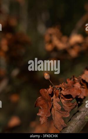 Piccola ghianda appoggiata su foglie di quercia marroni e secche in autunno Foto Stock