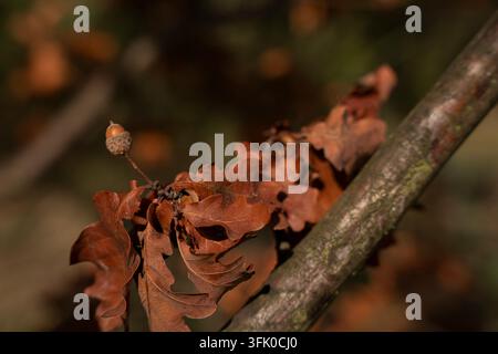 Ghianda e foglie di quercia marroni secche su un ramo in autunno Foto Stock