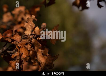 Piccola ghianda appoggiata su foglie di quercia marroni e secche in autunno Foto Stock