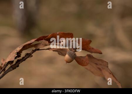 Prima vista di un gruppo di ghiande su un ramo secco di quercia in autunno Foto Stock