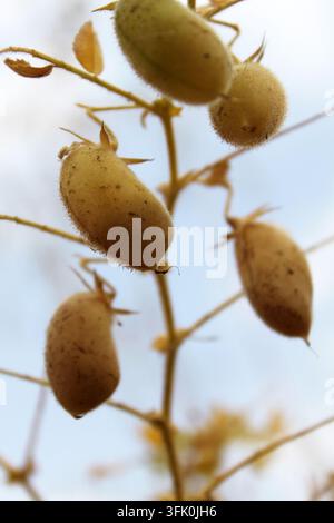 Baccello di ceci con piante verdi giovani nel campo agricolo, Closeup. Foto Stock