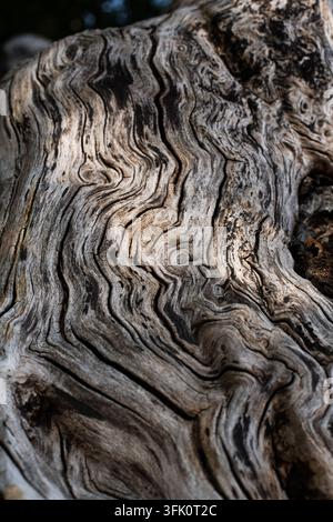 Scanalature naturali a forma di onda si estendono sulla superficie di una vecchia corteccia d'albero in questo scatto macro texture Foto Stock