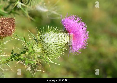 Primo piano di una vibrante fiore di cardo rosa in un ambiente naturale Foto Stock
