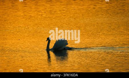 Un cigno reale scivola sull'acqua dorata al tramonto, Rutland, Inghilterra. La luce calda della sera si riflette sulla superficie del lago creando una silhouette tranquilla. Foto Stock