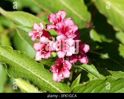 Weigela "Bristol Ruby", Weigela florida, Rózsalonc, Ungheria, Magyarország, Europa Foto Stock