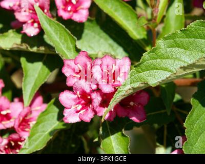Weigela "Bristol Ruby", Weigela florida, Rózsalonc, Ungheria, Magyarország, Europa Foto Stock