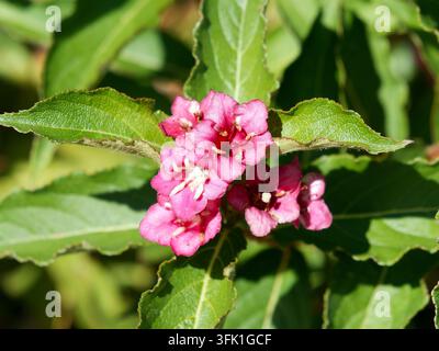 Weigela "Bristol Ruby", Weigela florida, Rózsalonc, Ungheria, Magyarország, Europa Foto Stock