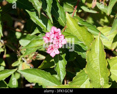 Weigela "Bristol Ruby", Weigela florida, Rózsalonc, Ungheria, Magyarország, Europa Foto Stock