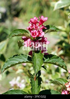 Weigela "Bristol Ruby", Weigela florida, Rózsalonc, Ungheria, Magyarország, Europa Foto Stock
