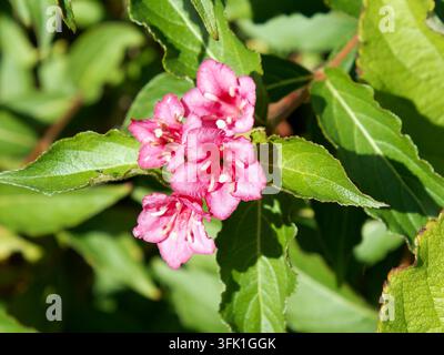 Weigela "Bristol Ruby", Weigela florida, Rózsalonc, Ungheria, Magyarország, Europa Foto Stock