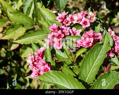 Weigela "Bristol Ruby", Weigela florida, Rózsalonc, Ungheria, Magyarország, Europa Foto Stock