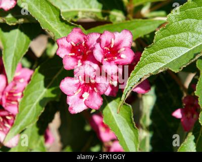 Weigela "Bristol Ruby", Weigela florida, Rózsalonc, Ungheria, Magyarország, Europa Foto Stock