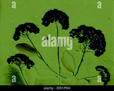 Silhouette floreale Black Hydrangea su sfondo verde vintage con texture botanica, scansione astratta dei fiori, fotogramma retrò estetico, sperimentale na Foto Stock