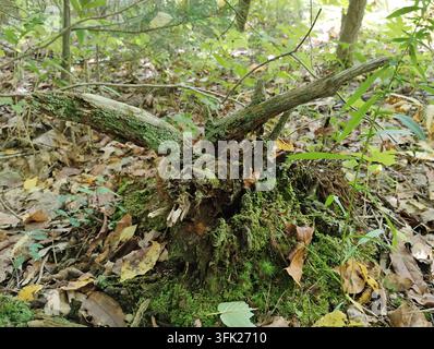 Un espressionistico ceppo d'albero marcio ricoperto di muschio che assomiglia a una scultura naturale o a un uccello sul suolo di una foresta autunnale nel Massachusetts Foto Stock