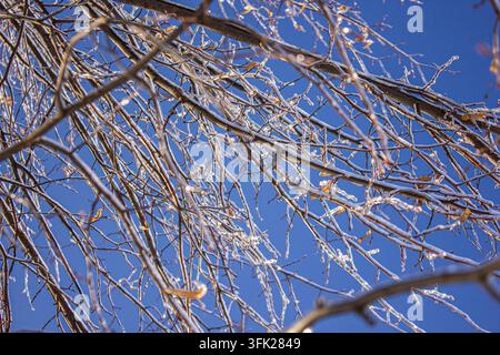 Rami di alberi congelati ricoperti da una crosta di ghiaccio contro un cielo blu chiaro in inverno, sfondo naturale in condizioni meteorologiche fredde. Foto Stock