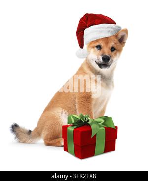 Simpatico cane Shiba Inu con cappello da Babbo Natale e scatola regalo su sfondo bianco. Celebrazione del Natale Foto Stock
