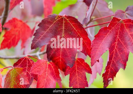 Foglie d'acero che diventano di un rosso vivace all'inizio dell'autunno, con venature giallo-verdi e steli snelli su uno sfondo verde sfocato. Foto Stock