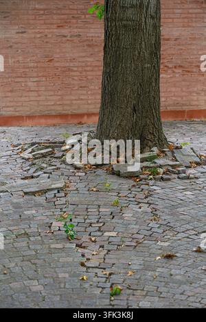 Albero antico si erge alto accanto a un muro di mattoni consumato. I ciottoli spargono foglie e muschio, dolcemente consumati. I rami si protendono verso il cielo, sussurrando l'autunno q Foto Stock
