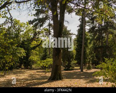 Un monumentale quercia vecchia Quercus robur circondata da pini e abeti nel Giardino del Popolo a Pancevo, Serbia. Foto Stock
